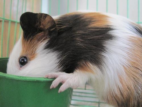 豚鼠可以吃土瓜,土瓜成为新宠