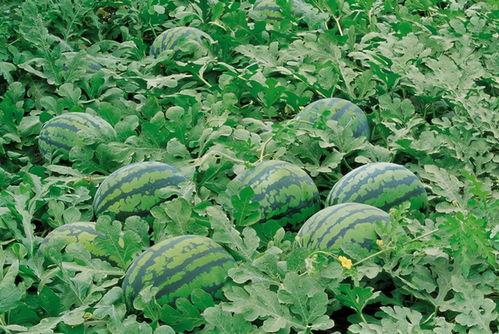 丰兰息吃瓜图片,揭秘瓜界新宠