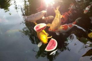 锦鲤吃瓜的图片,趣味横生，揭秘水中“美食家”