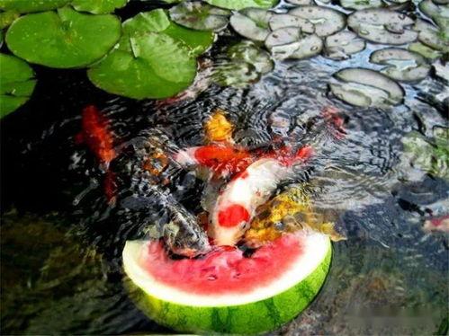 锦鲤吃瓜的图片,趣味横生，揭秘水中“美食家”