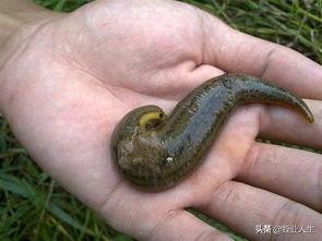 小瓜虫吃蚂蝗,共生生态的奇妙关系