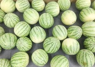 新生之地吃瓜,揭秘吃瓜背后的故事与秘密