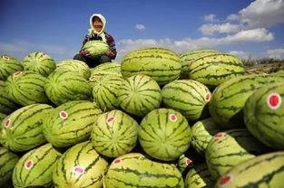 中卫过年民俗吃瓜