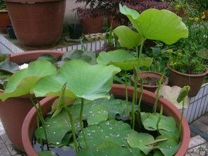 司氏砸缸吃瓜,一场别开生面的夏日狂欢