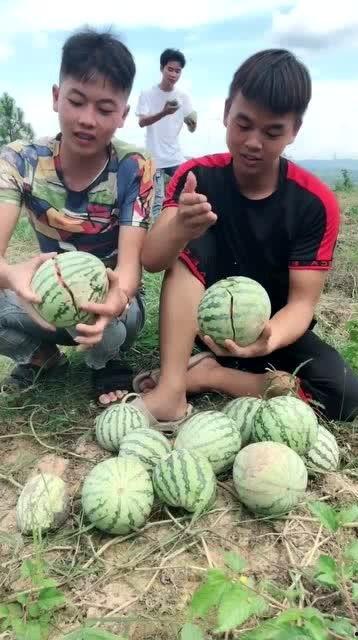 爬泰山吃瓜,一场别开生面的“爬山吃瓜”之旅