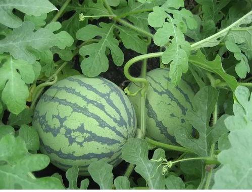 空谷记吃瓜,揭秘神秘瓜园的奇幻之旅