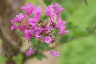 紫薇吃瓜,揭秘娱乐圈背后的那些事儿