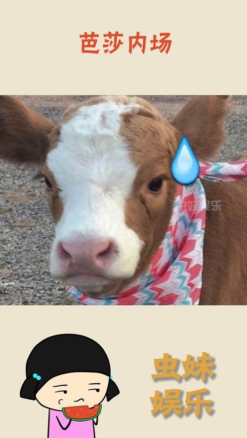 抖音最近热门吃瓜,揭秘近期热门吃瓜事件背后的真相