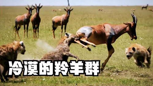 道具吃瓜羊,揭秘神秘道具背后的神奇力量