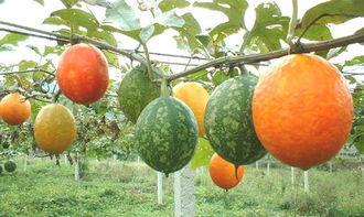 吃吊瓜有禁忌,揭秘吊瓜食用禁忌与注意事项