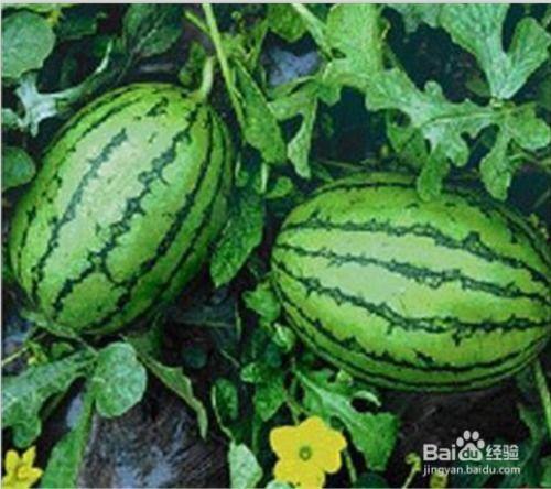 可以吃呢水果瓜,探索美味多汁的水果瓜世界