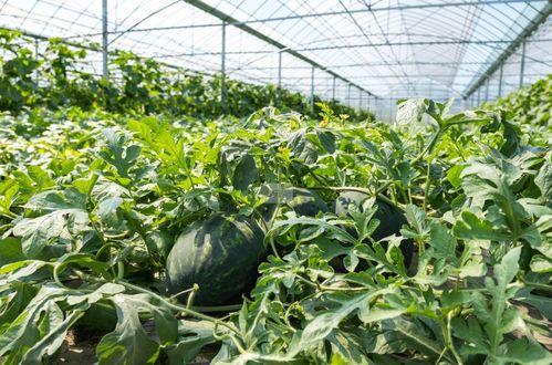 危险在雨林吃瓜,揭秘雨林瓜果的潜在危险