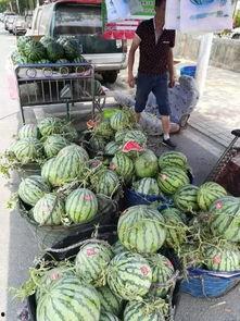 重庆文理吃瓜事件,校园风波背后的真相探寻