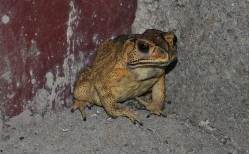 卖仔蛙吃瓜,卖仔蛙的瓜田奇遇记