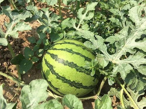 耳瓜吃瓜,一场听觉盛宴的奇妙之旅