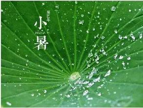 夏天 吃瓜 古诗,瓜果飘香——古韵诗话中的“吃瓜”时光