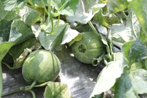 到底什么叫吃瓜,网络时代的围观文化解析