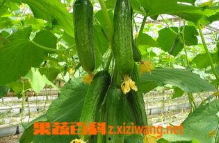 乳瓜怎样给孩子吃,宝宝辅食新选择