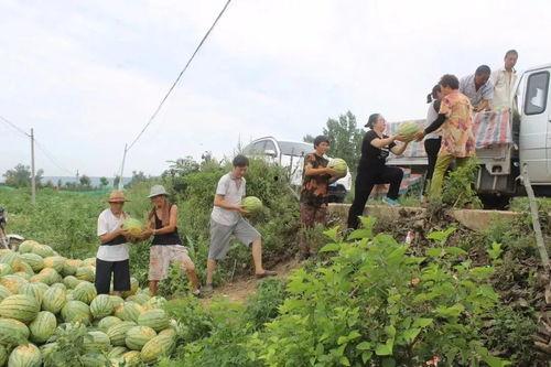 红色往事 岱岱吃瓜,岱岱吃瓜背后的历史风云