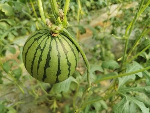 红色往事 岱岱吃瓜,岱岱吃瓜背后的历史风云