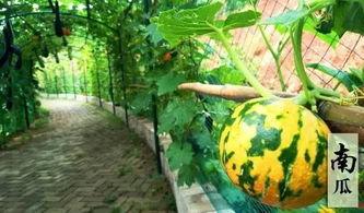 洪荒吃瓜系统,揭秘神话世界中的趣味生活