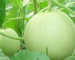 怀孕可以吃羊奶瓜么,羊奶瓜的适宜与禁忌