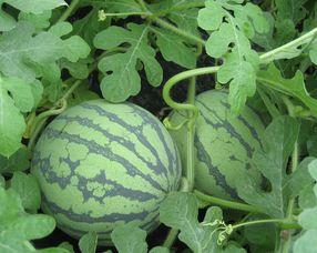 怀孕可以吃羊奶瓜么,羊奶瓜的适宜与禁忌