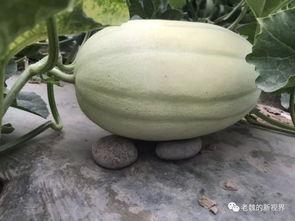 吃瓜怎么找的,揭秘“吃瓜群众”如何成为网络热点的幕后推手