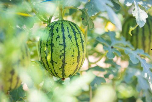 985211南京吃瓜,探秘南京985211高校周边美食圈