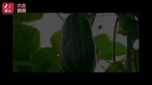 吃瓜群众视频素材下载,视频素材下载背后的故事