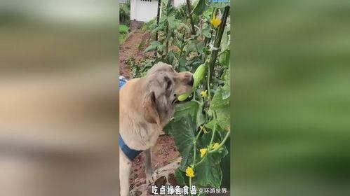 吃瓜小狗小说,揭秘娱乐圈背后的秘密与真相