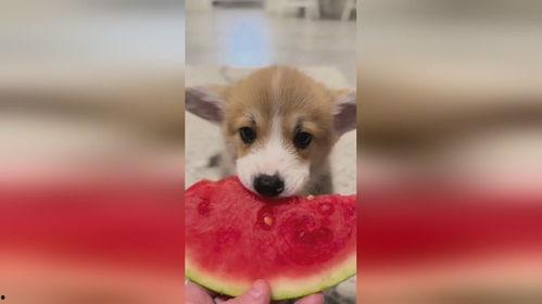 吃瓜小狗小说,揭秘娱乐圈背后的秘密与真相