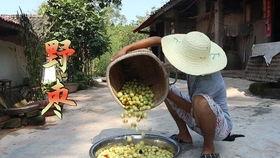 晚上梦见吃瓜,揭秘梦中吃瓜的神秘寓意