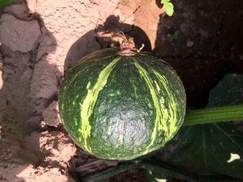 孕期吃贝贝瓜好吃,贝贝瓜的滋养与口感享受