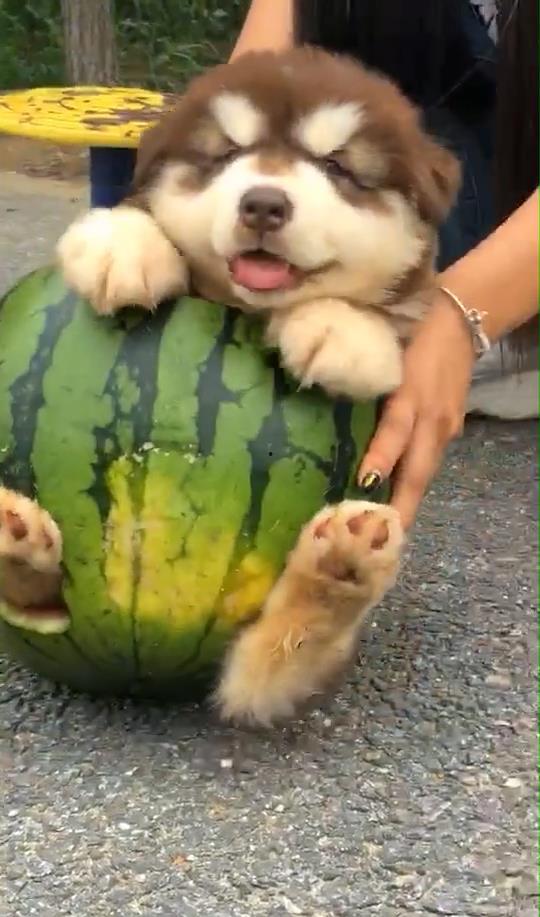 看狗吃瓜,揭秘宠物界的八卦风云