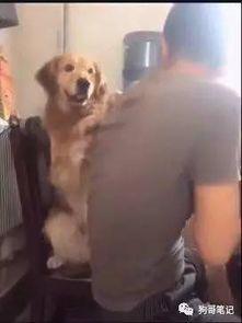 看狗吃瓜,揭秘宠物界的八卦风云