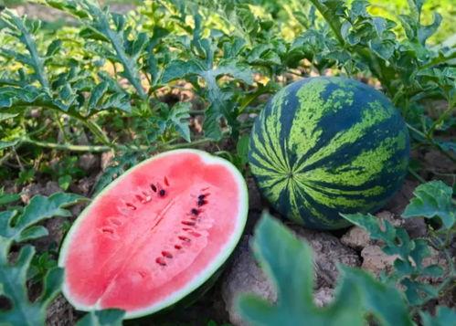 张乔吃瓜,揭秘娱乐圈幕后故事