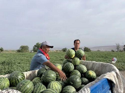 宁夏吴忠师范吃瓜,吃瓜群众见证校园风云