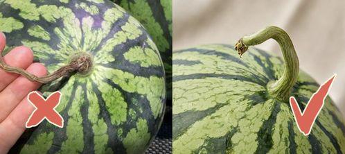 香港秀场吃瓜,一场吃瓜群众的狂欢盛宴
