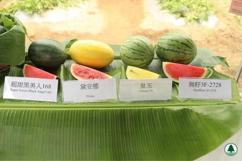 香港秀场吃瓜,一场吃瓜群众的狂欢盛宴