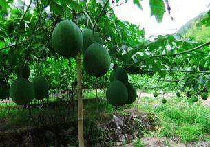 吊瓜怎么吃呢,探索吊瓜的美味之旅