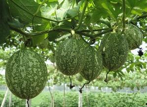 吊瓜怎么吃呢,探索吊瓜的美味之旅