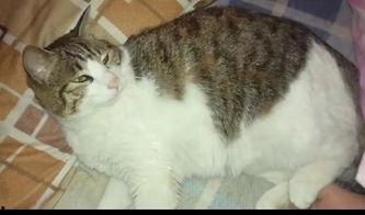 猫咪吃瓜的歌曲,一首萌趣歌曲带你领略喵星人的趣味生活