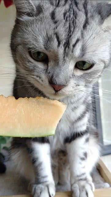 猫咪吃瓜的歌曲,一首萌趣歌曲带你领略喵星人的趣味生活