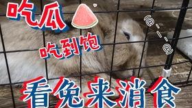 吃瓜垂耳兔,揭秘萌宠的趣味生活