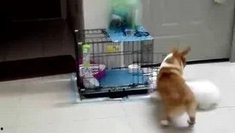 吃瓜垂耳兔,揭秘萌宠的趣味生活