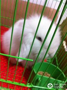 吃瓜垂耳兔,揭秘萌宠的趣味生活