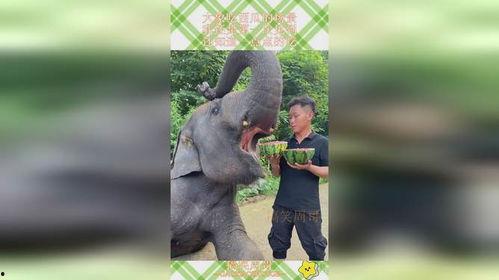 大象吃的瓜,探寻瓜果的奇妙世界