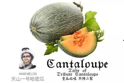 吃瓜节奏音乐推荐,探寻音乐新风尚