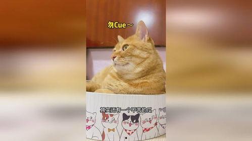 猫精吃瓜,揭秘宠物界的趣味生活瞬间
